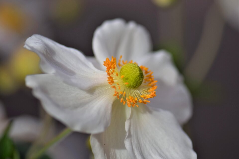 Flower garden plant nature