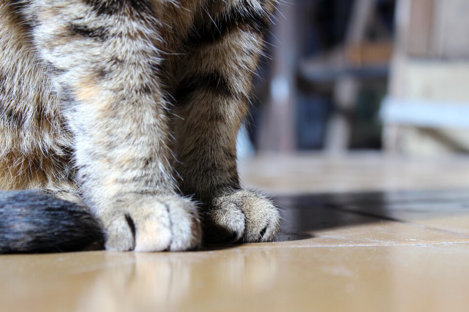 Gata animal domestic