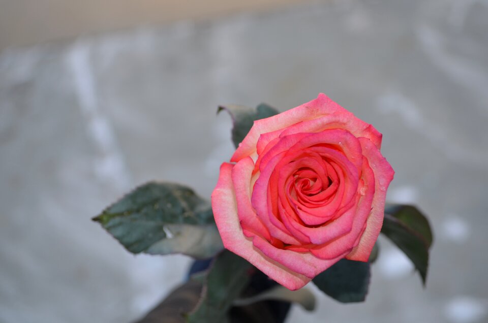 Flower love petal