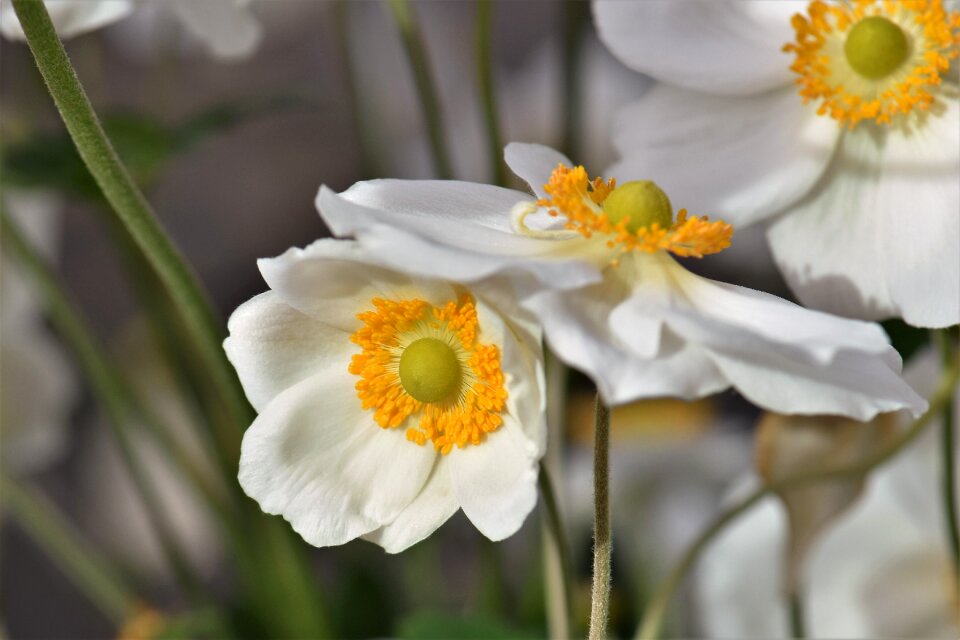 Flower garden plant nature