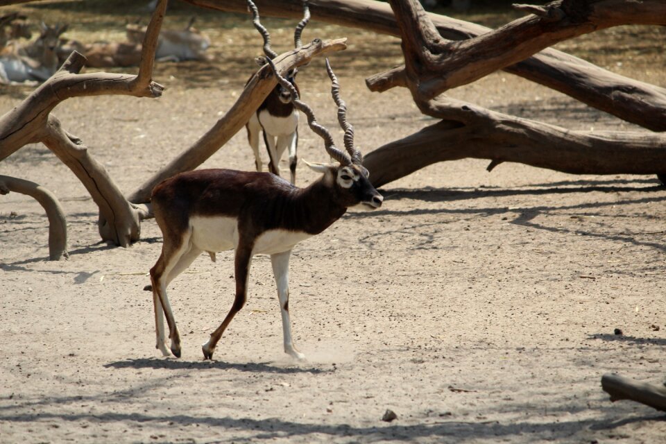 Mammal nature wildlife