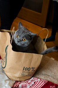 Gray cat beautiful cat mysterious cat