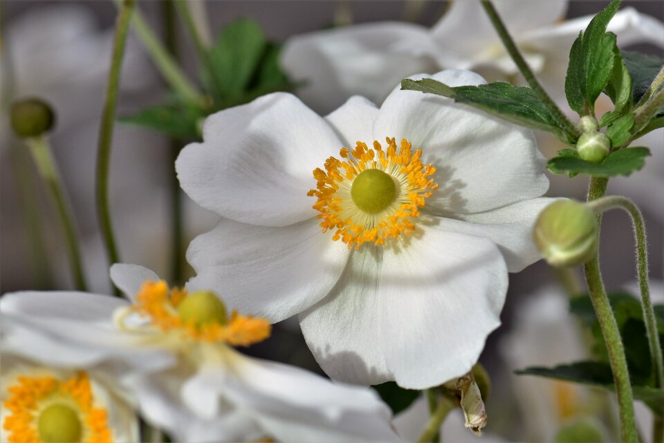 Flower garden plant nature