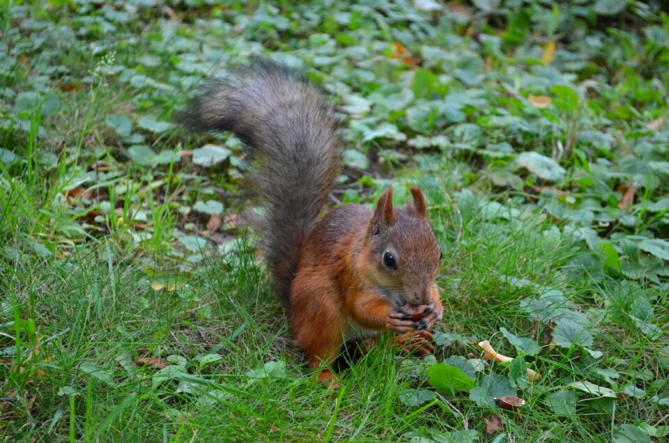 Living nature mammals outdoors