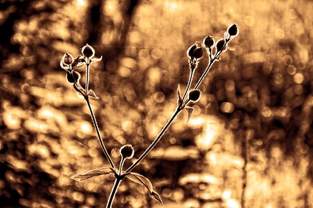 Silhouette outline gossamer