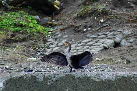 Waterside beach wild birds