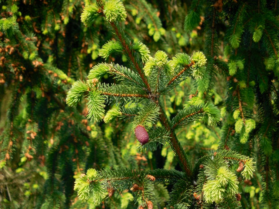 Cone needles forest