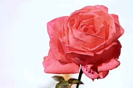 Pink rose rose bloom blossom