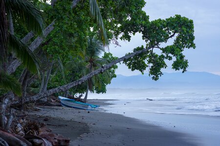 Ocean sea beach palm tree photo