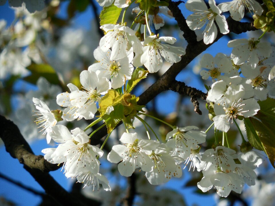 White flowers fruit tree branch