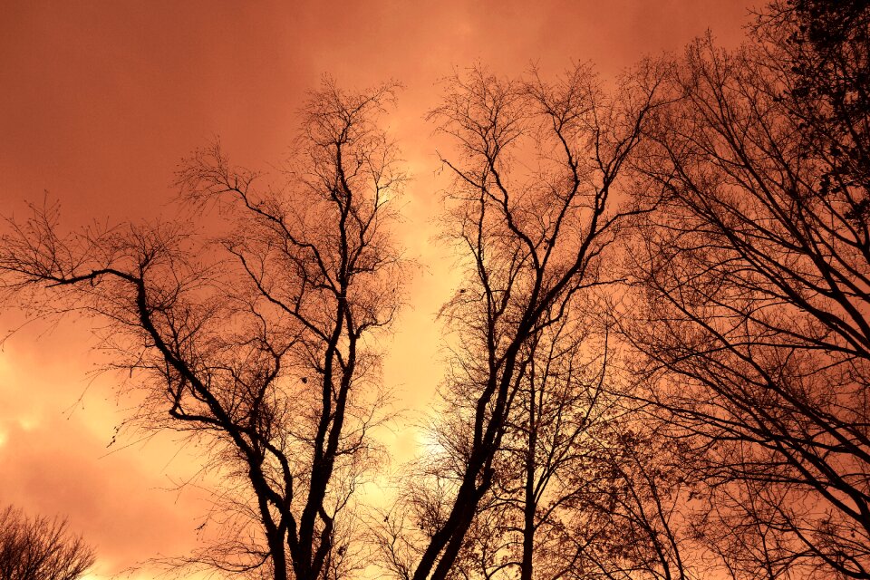 Bare branches winter trees deciduous