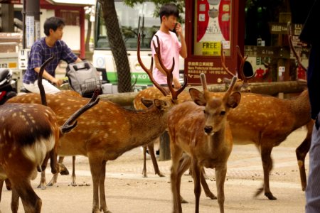 02 Nara (9)