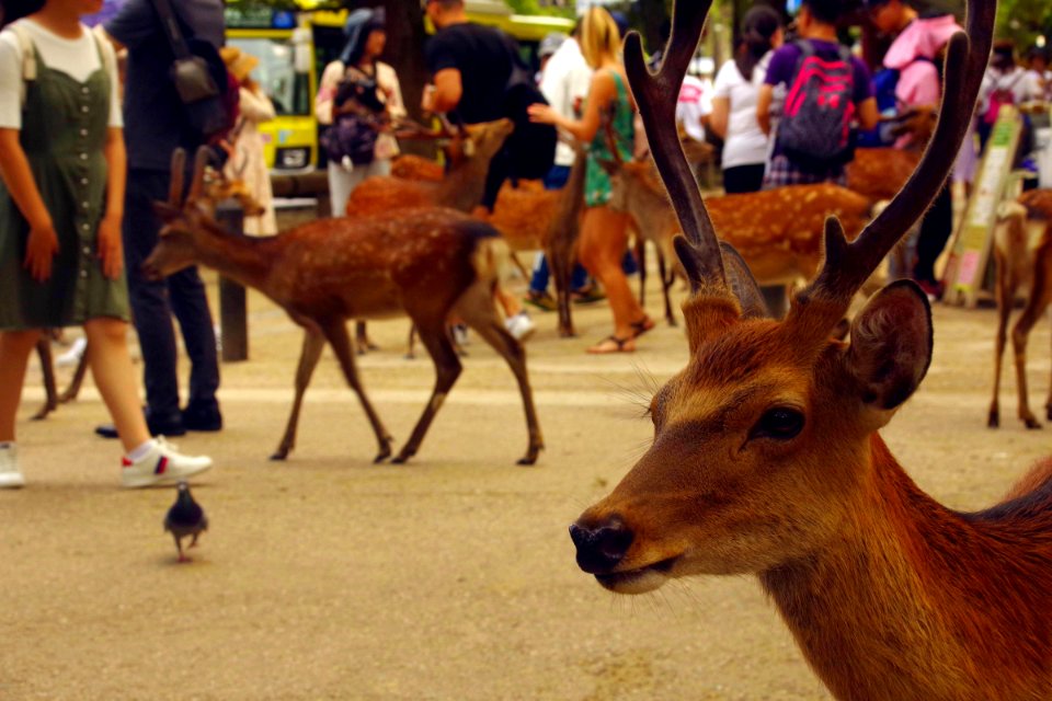 02 Nara (7)