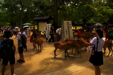 02 Nara (3)