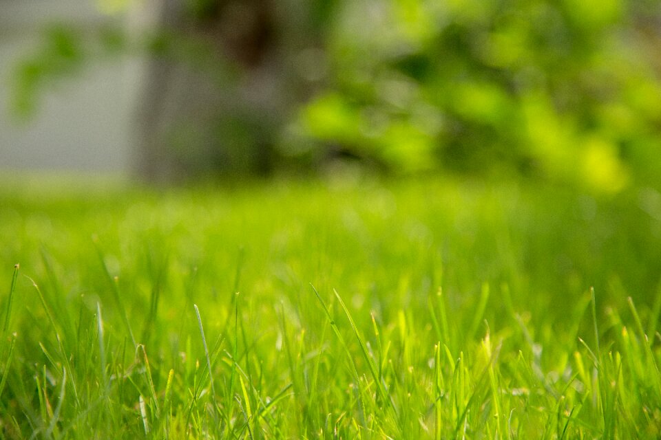 Nature natural plant