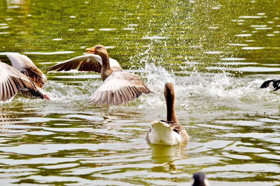 Spray water feature lake