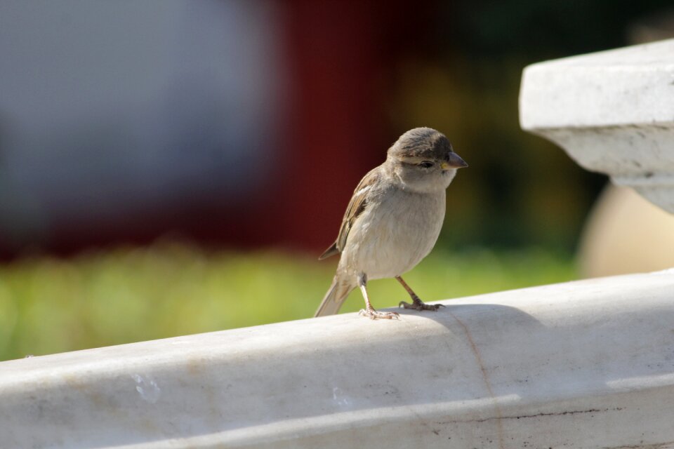 Bird summer natural