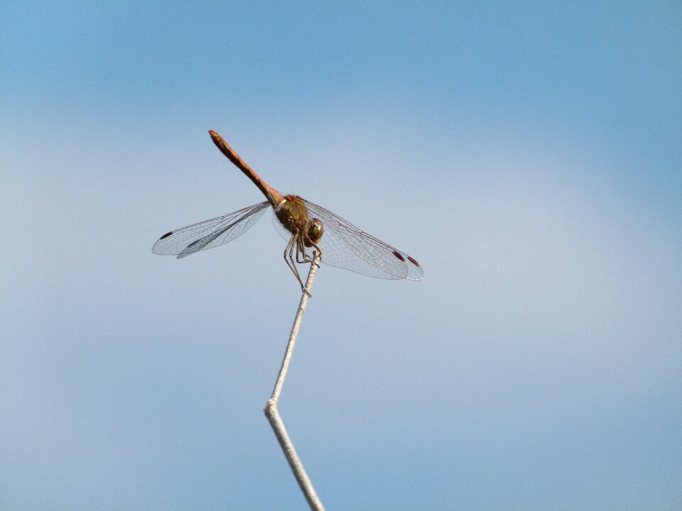 Yellow dragonfly sympetrum sinaiticum winged insect