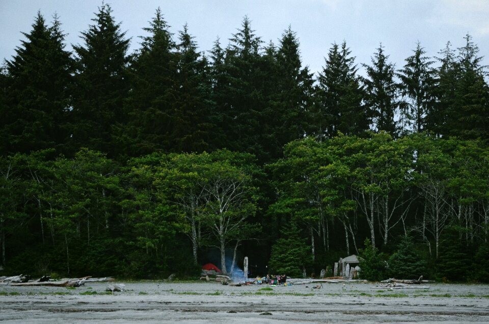 Nature forest coast