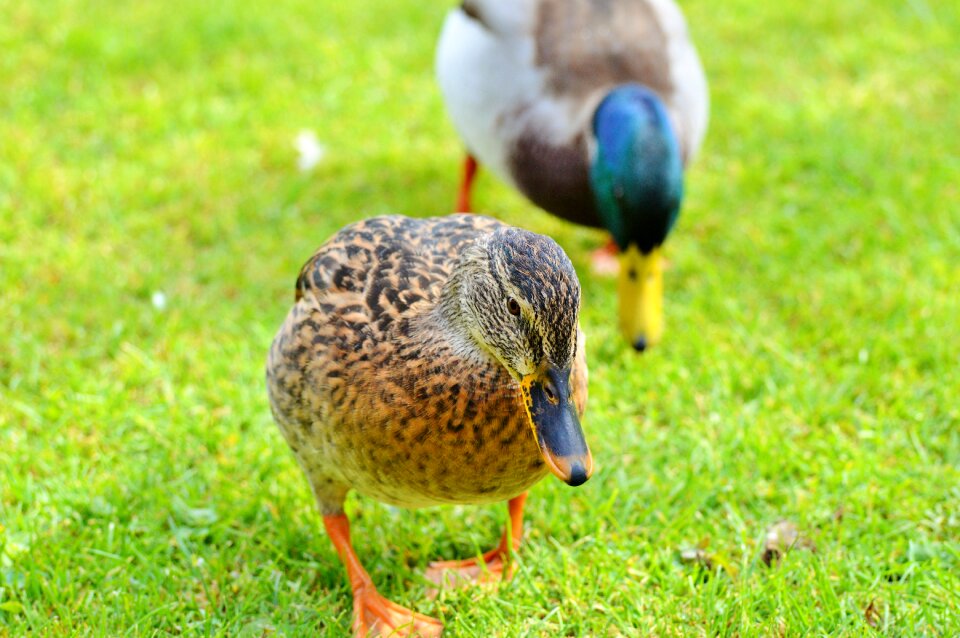 Bird poultry animal
