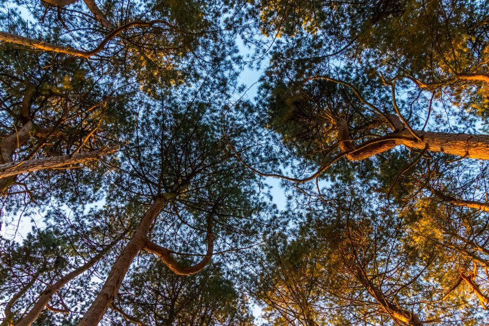 Landscape leaf season