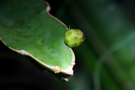 Plant dragon fruit the pods