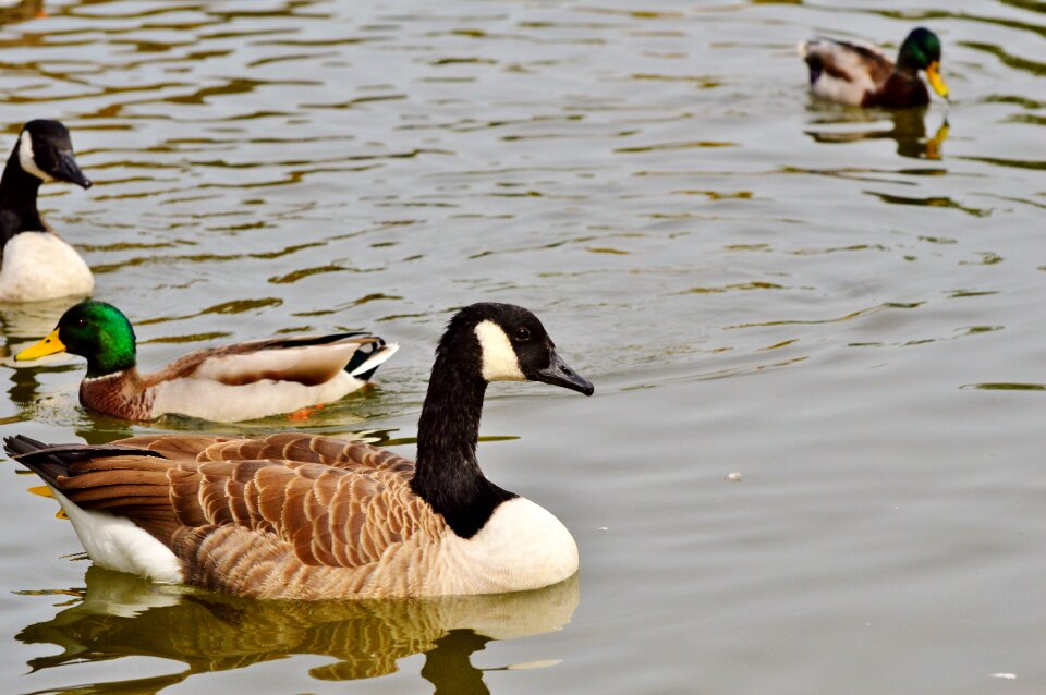 Water bird poultry swim