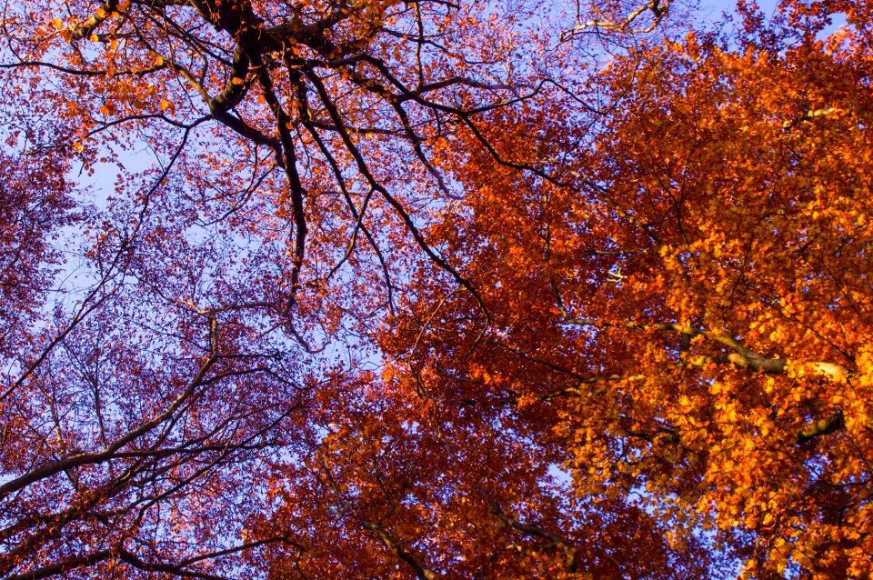 Aesthetic golden autumn fall color
