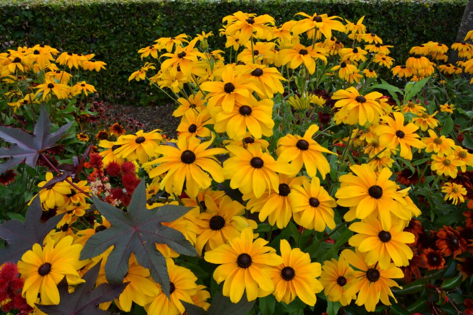 Parterre summer flowers green