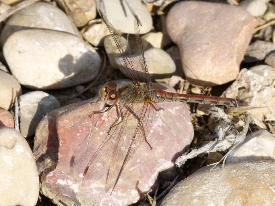 Yellow dragonfly sympetrum sinaiticum winged insect photo