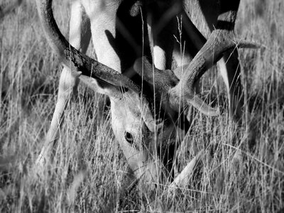 Antlers b w photography grass