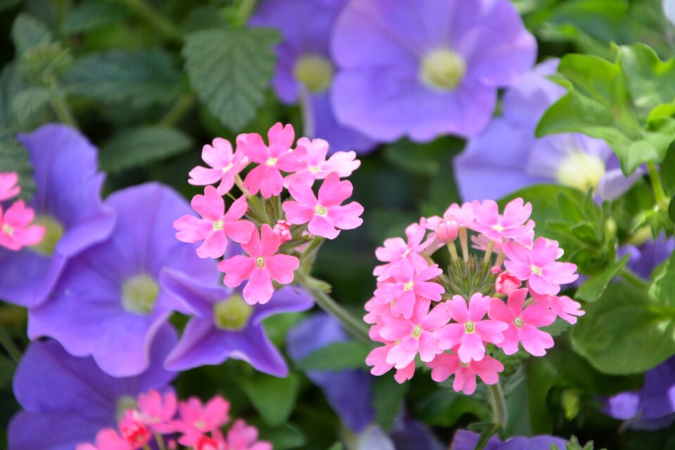 Massif blooming mauve flowers and roses