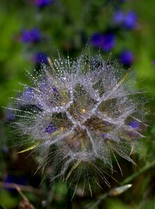Wet dew nature