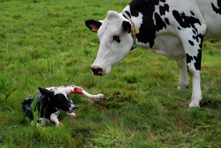Birth calf cow