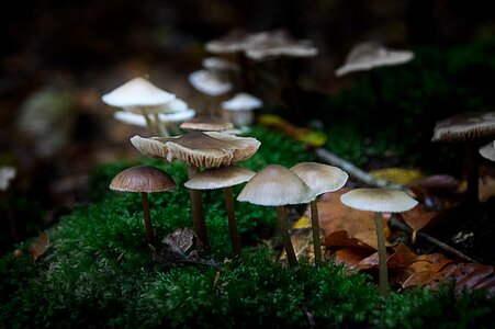 Background mushroom picking toxic