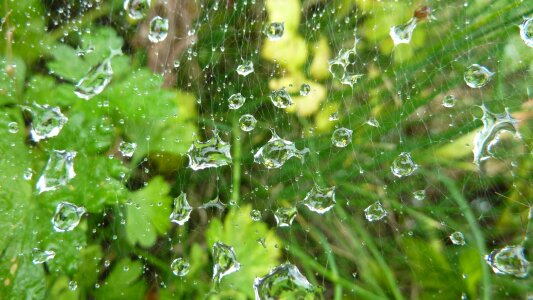 Rain drop of water grass