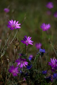 Mov flower camp photo