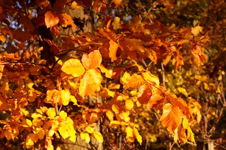 Leaves aesthetic golden autumn photo