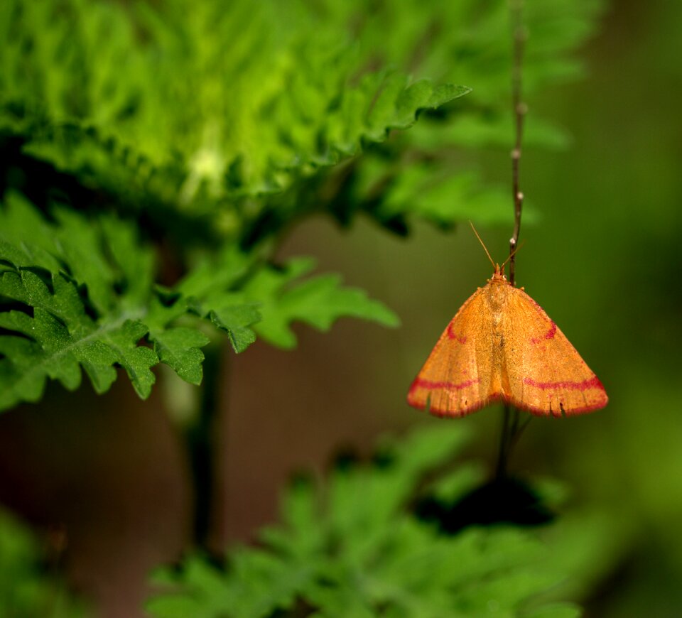 Wings grass green