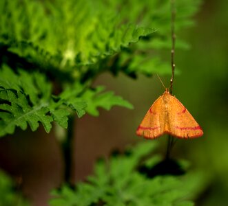 Wings grass green