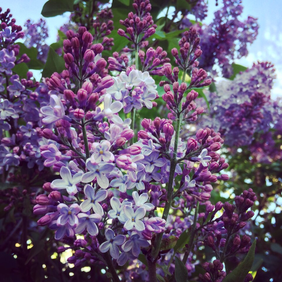 Purple beautiful plant photo