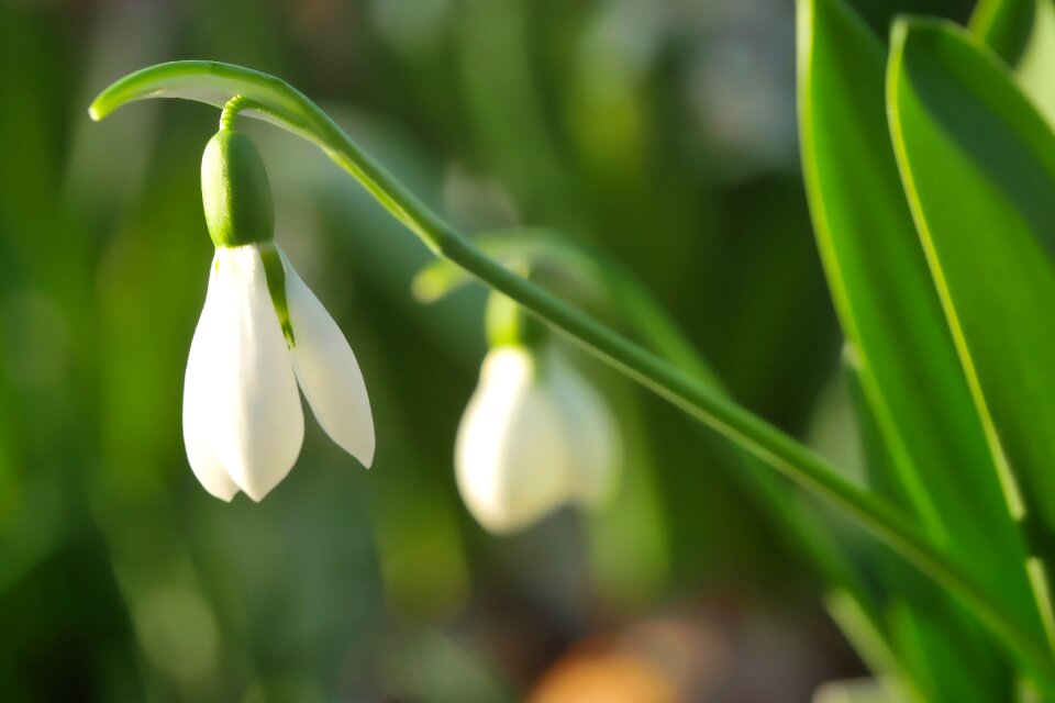 Growth garden spring