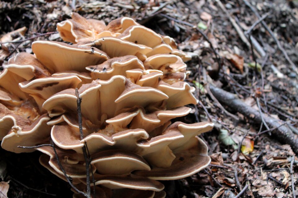 Nature fungus Free photos