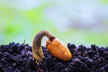 Ripe seed tropical photo