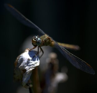 Wings plant nature