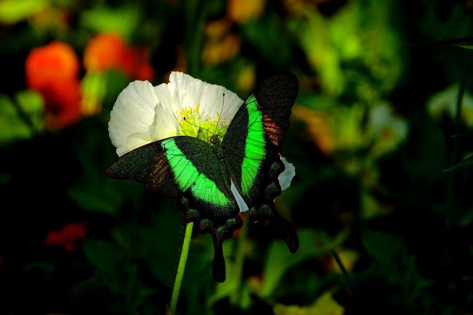 Butterfly bright insect
