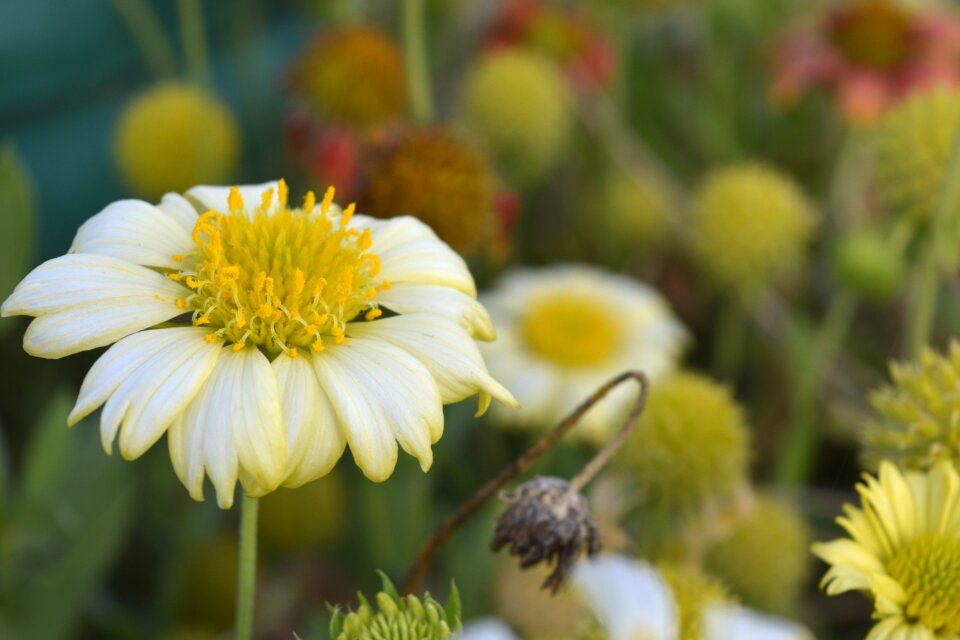 Summer garden yellow photo