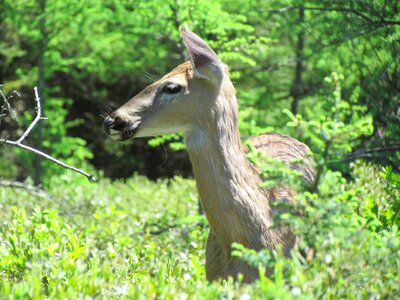 Natural white tailed deer nature photo