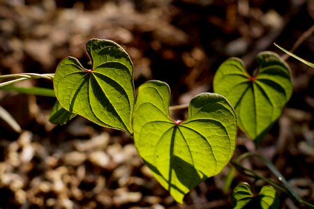 Leaf abstract state of the union photo