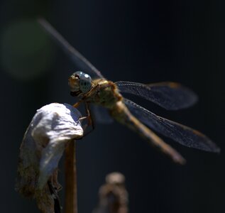 Wings plant nature